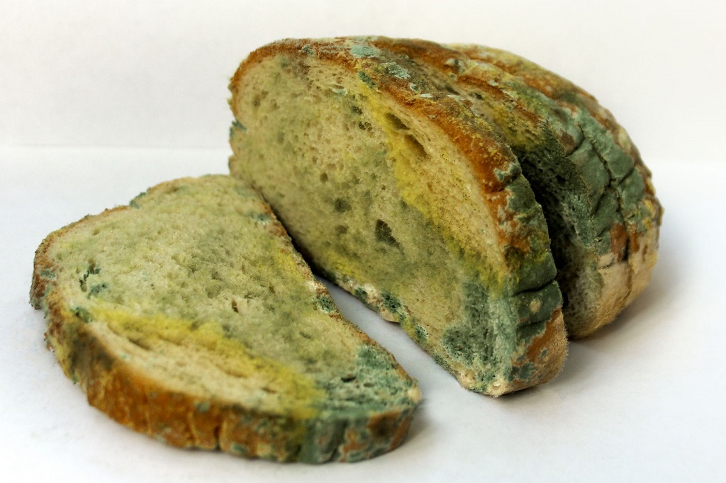 Come evitare la puzza dei rifiuti organici