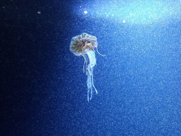 Puntura medusa: cosa fare e cosa evitare